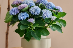 Hydrangea 'Magical Revolution' New 2025